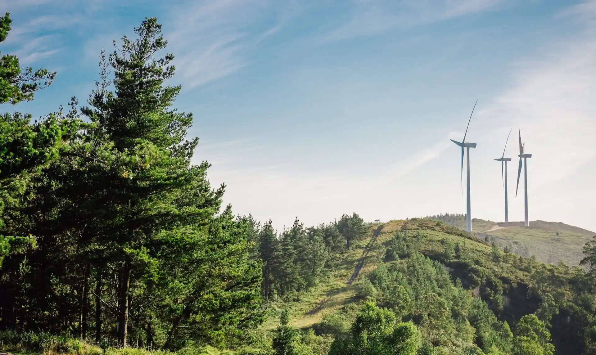 Ein Windenergie-Projekt im Wald erfordert viel Erfahrung und vor allem fähige Projektierer| © davidpereiras – elements.envato.com
